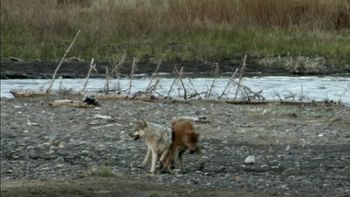 una cria de bison se enfrento a un lobo adulto y las cosas no terminaron bien una cria de bison se enfrento a un lobo adulto y las cosas no terminaron bien