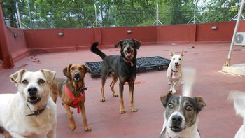 los perros pueden distinguir entre personas egoistas y generosas los perros pueden distinguir entre personas egoistas y generosas