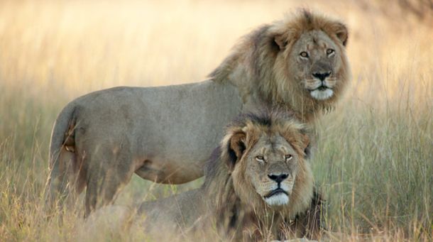 Desmienten la muerte del hermano de Cecil, que se hizo cargo de sus cachorros
