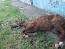 Un caballo se desplomó por el maltrato y los vecinos quemaron el carro que arrastraba