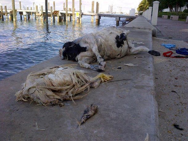 La playa más cara de Miami se llenó de animales decapitados