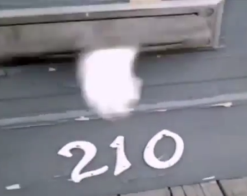 Un gato enojado no deja que el cartero haga su trabajo