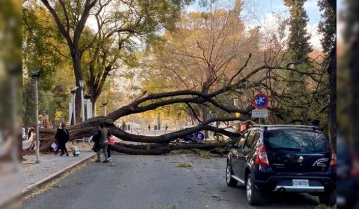 Árboles caídos y cortes del servicio eléctrico por temporal en Mendoza