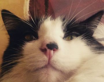 ¿Por qué hoy se festeja el día internacional del gato?