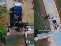 vaciaron un lago y tuvieron que trasladar a mas de mil peces en san juan vaciaron un lago y tuvieron que trasladar a mas de mil peces en san juan