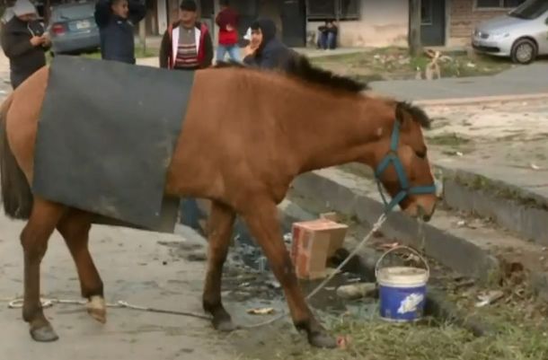 Caballo abandonado en 3 de Febrero