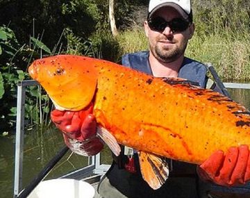 Alarma en Australia por una invasión de peces mutantes