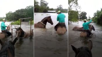 Mirá cómo un cowboy rescató a un caballo afectado por el huracán Mirá cómo un cowboy rescató a un caballo afectado por el huracán