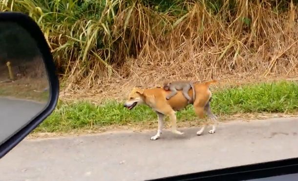 Pura ternura: una perra adoptó a un monito huérfano y se hizo viral