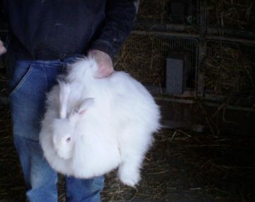 Maduro sugirió criar conejos y comerlos en puchero