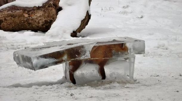 Encuentran a un zorro congelado en el Danubio