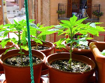 Nueva York autoriza la marihuana para uso médico