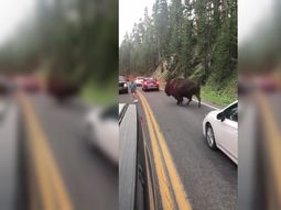 El hombre pretendió hacerle frente a un bisonte en Yellowstone