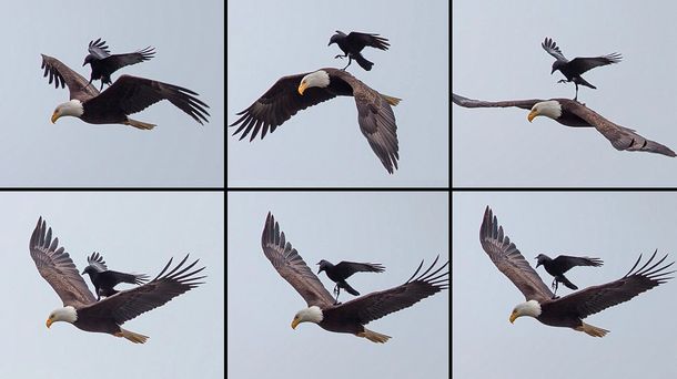 Gentileza Daily Mail.