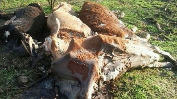 Misterio en Santa Fe: aparecieron unas 50 vacas muertas en un campo
