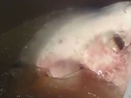 Pescan en Entre Ríos una gigantesca raya de 150 kilos