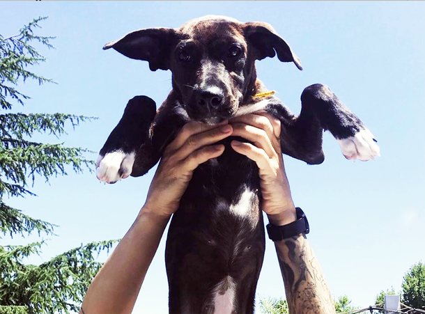 Fuerte rechazo a la polémica hipótesis de que los perros callejeros son el origen del coronavirus