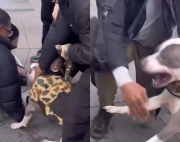 Ataque pitbull en Nueva York.
