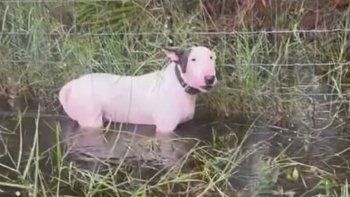 El perro tenía las patas sumergidas en el agua de la lluvia y estaba atado a un cerco. El perro tenía las patas sumergidas en el agua de la lluvia y estaba atado a un cerco.