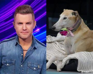 Tristeza en GH: por qué no volverá la perrita Paris a la casa más famosa