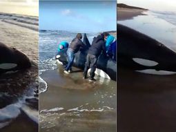 Así quedó la orca en la Costa Atlántica