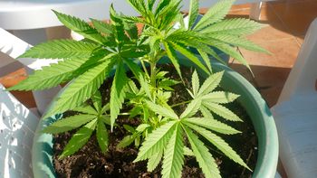 inedito: autoridad sanitaria autorizo el uso de remedios a base de marihuana inedito: autoridad sanitaria autorizo el uso de remedios a base de marihuana