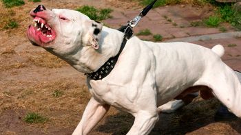 El pitbull pertenecería a uno de los integrantes de la familia El pitbull pertenecería a uno de los integrantes de la familia