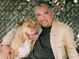 demandan a encantador de perros demandan a encantador de perros