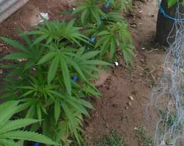 Detienen a un hombre que tenía un invernadero de marihuana y armas 