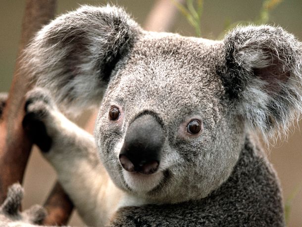 Australia sacrificó a 700 koalas por problemas de superpoblación