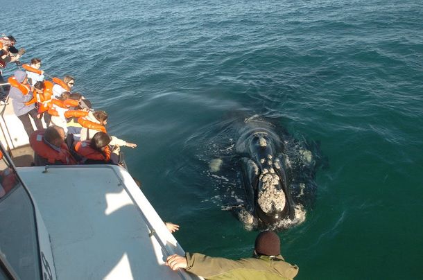 Avistaje de ballenas
