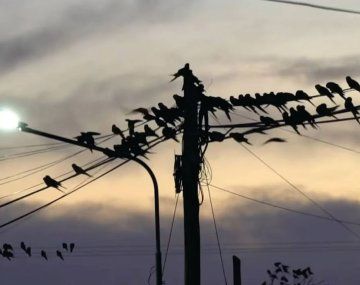 Invasión de loros en Hilario Ascasubi