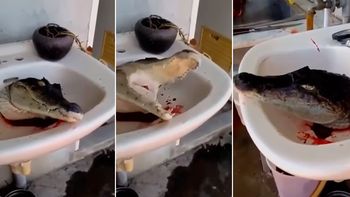 Un cocodrilo fue decapitado en Tailandia Un cocodrilo fue decapitado en Tailandia