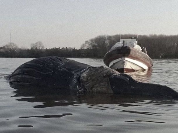 Apareció otra ballena muerta: ahora, en Zárate