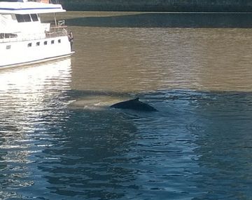 VIDEO: Apareció una ballena en el barrio porteño de Puerto Madero