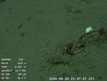Cuándo es la próxima inmersión del Conicet en las aguas del Cañón Mar del Plata