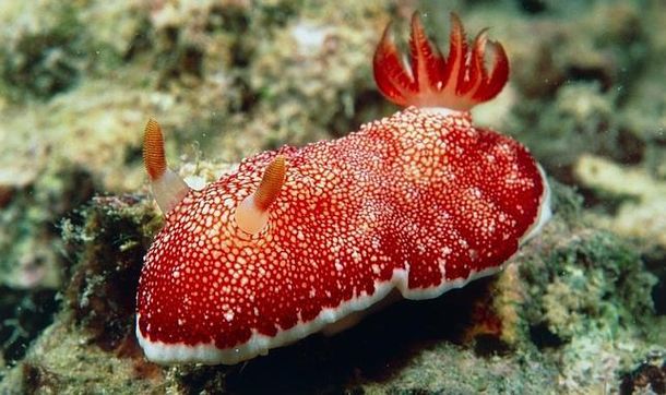 Un animal que usa su pene, lo desecha y le vuelve a crecer