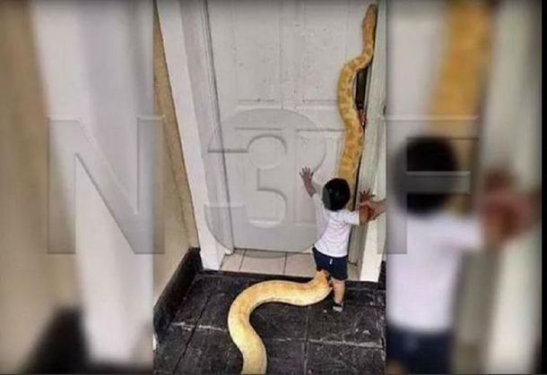 Insólito: una familia tenía de mascota a una pitón de 3,5 metros y 30 kilos