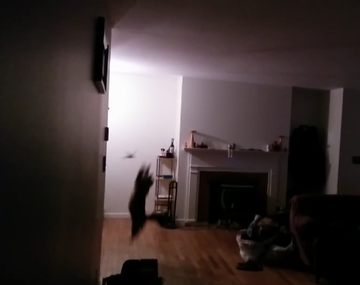 Mirá el gato ninja que atrapa a un murciélago de un zarpazo