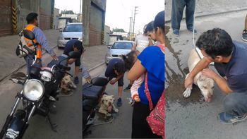 El perro fue rescatado. El perro fue rescatado.