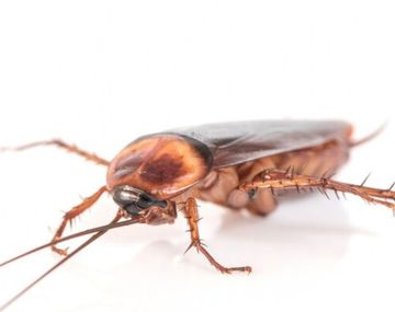 El truco ideal para eliminar las cucarachas que están dentro del hogar