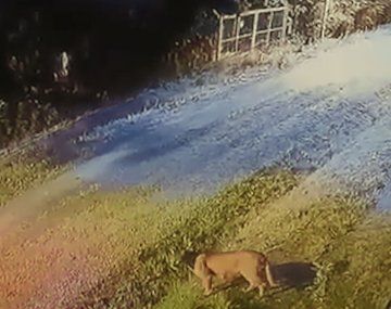 Alerta en Pilar por un puma suelto: el video