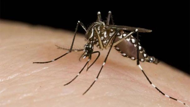Alerta dengue: piden extremar las medidas de prevención en los hogares