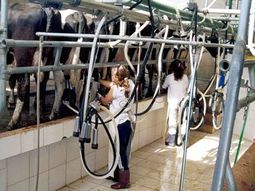 para los tamberos, la leche esta barata para los tamberos, la leche esta barata