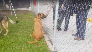 una perra penso que su familia venia a buscarla pero se llevaron a otro perro una perra penso que su familia venia a buscarla pero se llevaron a otro perro