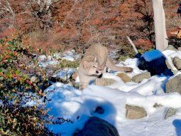 Un puma apareció frente a turistas que hacían trekking