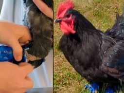 gallo volvio a caminar gracias a protesis 3d gallo volvio a caminar gracias a protesis 3d