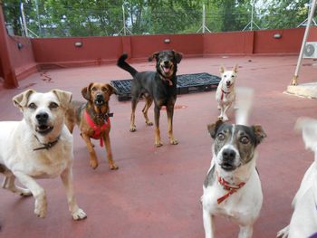 Los perros pueden distinguir entre personas egoístas y generosas