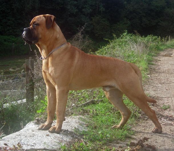 Ataque brutal: un bullmastiff desfiguró a un bebé de dos años