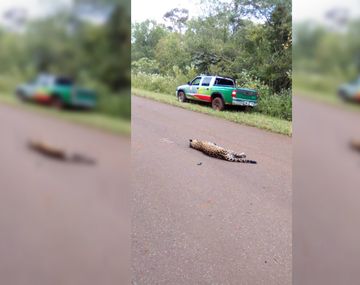 El hombre se llevó puesta a la yaguareté porque iba a una velocidad de 100 km/h